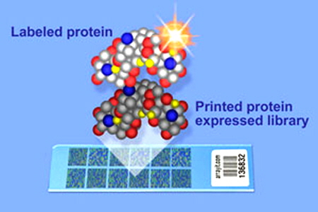 Protein-protein-interaction
