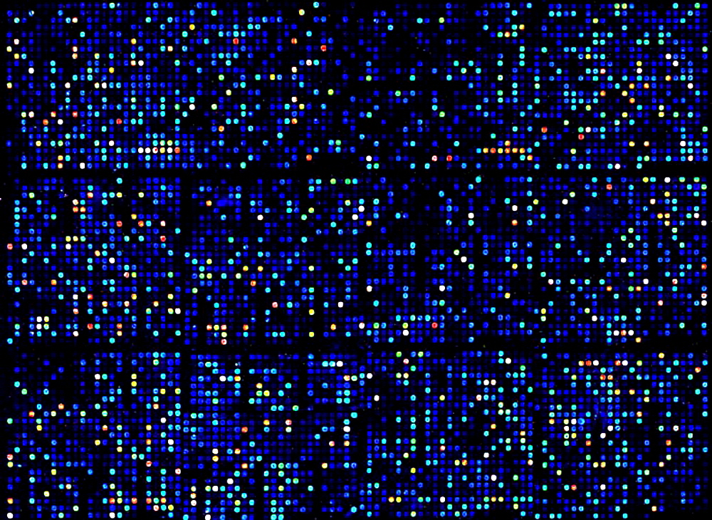 RNA-microarray