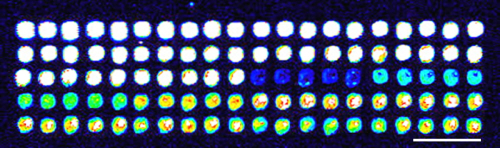 SpotBot-microarray