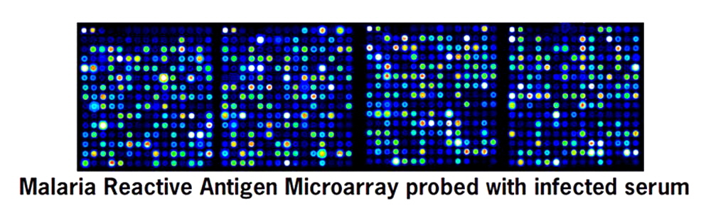 antigen-microarray