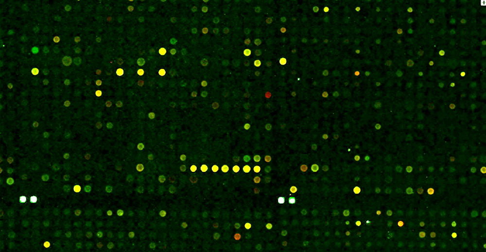 arrayit-microarray