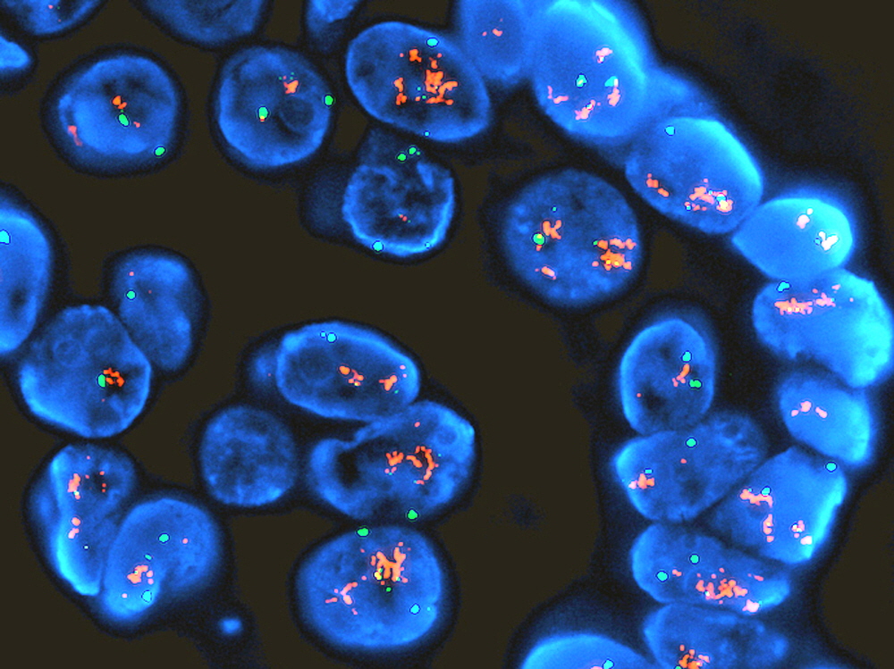 cytogenetics