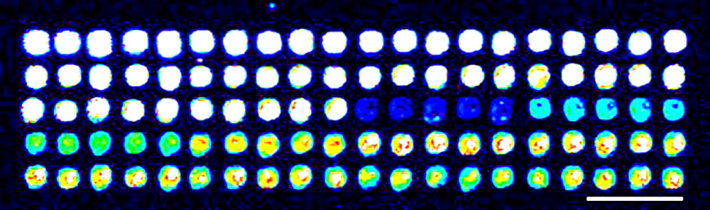 high-density_microarrayjpg