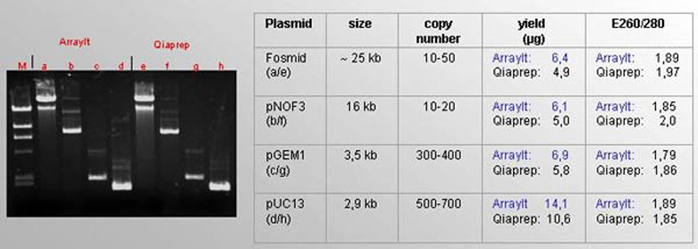 plasmid-DNA