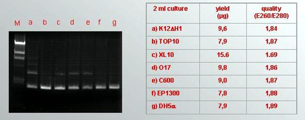 plasmid-purification-column