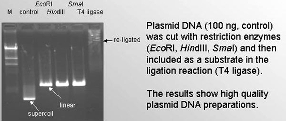 plasmid-purification-kits
